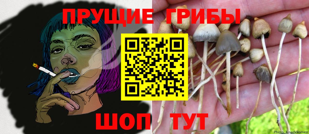 Псилоцибиновые грибы Psilocybe Мелеуз